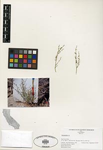 Herbarium Sheet of 